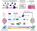 Our work on cardiac fibrosis was published in Nature!